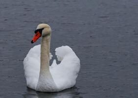 The mute swan Cygnus olor, an adult bird with a red beak swims in the sea photo