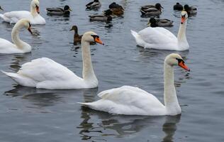 The mute swan Cygnus olor, an adult bird with a red beak swims in the sea photo