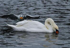 The mute swan Cygnus olor, an adult bird with a red beak swims in the sea photo