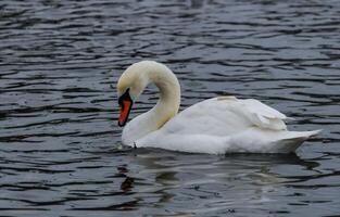 The mute swan Cygnus olor, an adult bird with a red beak swims in the sea photo