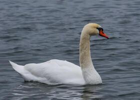 The mute swan Cygnus olor, an adult bird with a red beak swims in the sea photo