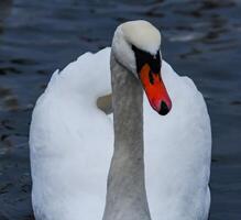 Adult bird mute swan Cygnus olor, old bird with a red beak swims in the sea photo