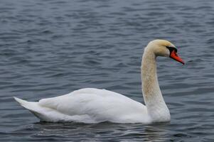 The mute swan Cygnus olor, an adult bird with a red beak swims in the sea photo