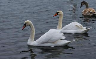 The mute swan Cygnus olor, an adult bird with a red beak swims in the sea photo