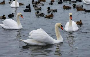 The mute swan Cygnus olor, an adult bird with a red beak swims in the sea photo