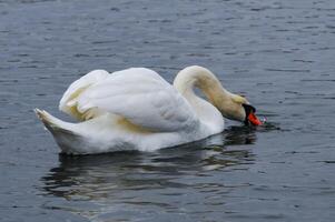 The mute swan Cygnus olor, an adult bird with a red beak swims in the sea photo