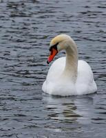The mute swan Cygnus olor, an adult bird with a red beak swims in the sea photo