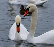The mute swan Cygnus olor, an adult bird with a red beak swims in the sea photo