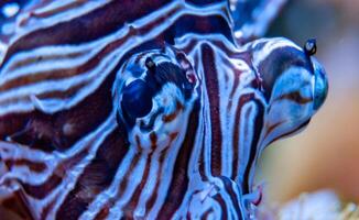 Dangerous poisonous lion fish in a marine aquarium photo