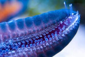 A starfish with tentacles suckers crawls on the glass of an aquarium photo