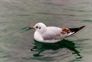 The black-headed gull Larus Chroicocephalus ridibundus floats in the water in the Black Sea photo