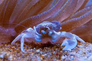 Porcelain Anemone Crab Neopetrolisthes Petrolisthes ohshimai, a crab sits under an anemone in an aquarium photo