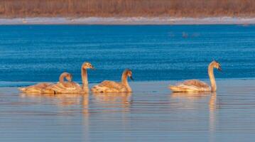 Swans in the early morning at the ice edge in the salty estuary Tiligul frozen in winter photo