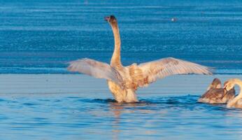 Swans in the early morning at the ice edge in the salty estuary Tiligul frozen in winter photo