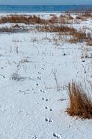 Traces of wild animals in the snow on the bank of the Tiligul Estuary in winter, Ukraine photo
