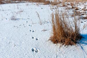 Traces of wild animals in the snow on the bank of the Tiligul Estuary in winter, Ukraine photo