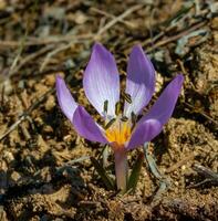 Ephemeral flowers, primroses in the wild Colchicum ancyrense photo