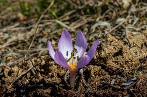 Ephemeral flowers, primroses in the wild Colchicum ancyrense photo