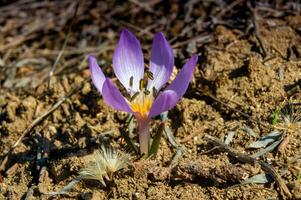 Ephemeral flowers, primroses in the wild Colchicum ancyrense photo