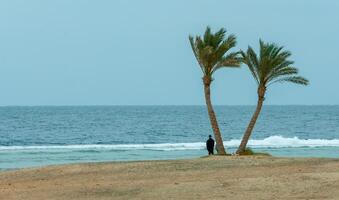 EGYPT, MARSA ALAM - FEBRUARY 27, 2019 Lonely palm trees on the shore near the coral reef against the background of the cloudy sky photo