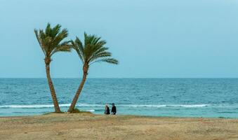 EGYPT, MARSA ALAM - FEBRUARY 27, 2019 Lonely palm trees on the shore near the coral reef against the background of the cloudy sky photo