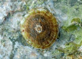 Mollusk Patella sp. on a stone near the shore in the Red Sea photo