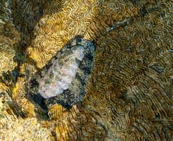 Vaillants chiton Acanthopleura vaillanti, scraping algae from corals. Red Sea, Egypt photo
