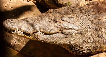 Large Nile crocodile Crocodylus niloticus in Egypt on the banks of the Nile photo