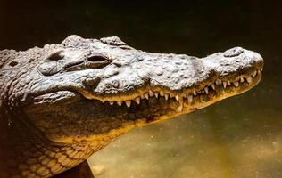 Large Nile crocodile Crocodylus niloticus in Egypt on the banks of the Nile photo