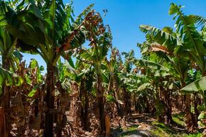 Blooming banana plantation in Egypt on the banks of the Nile photo