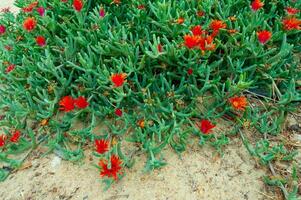 Malephora crocea groundcover ornamental plant with red flowers near a hotel in Marsa Alama, Egypt photo