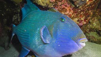 Blue triggerfish Pseudobalistes fuscus, fish at night resting on the bottom under the coral reef photo
