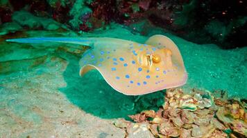 Taeniura lymma Bluespotted ribbontail ray lies on sand or floats among corals on a reef in the Red Sea photo
