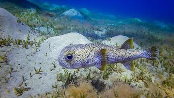 Porcupinefish, Diodon hystrix - swims in the afternoon over a sandy bottom near a coral reef photo
