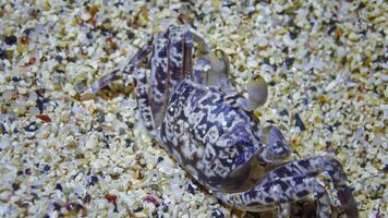 Young Red Sea ghost crab Ocypode saratan, crab runs along the sand, burrows in the sand photo