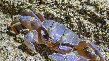 Red Sea ghost crab Ocypode saratan, crab runs along the sand, burrows in the sand photo