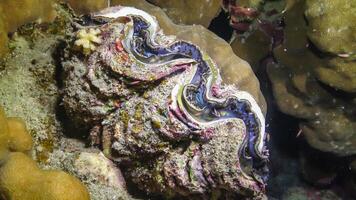 Bivalve Tridacna Maxima bivalve mollusk, grown among corals on the reef photo