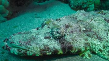 Lying on the bottom Carpet flathead Papilloculiceps longiceps, Abu Dabb, Egypt photo