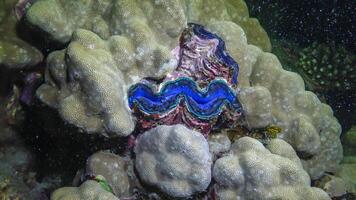 Bivalve Tridacna Maxima bivalve mollusk, grown among corals on the reef photo