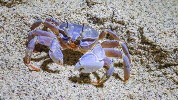 Red Sea ghost crab Ocypode saratan, crab runs along the sand, burrows in the sand photo