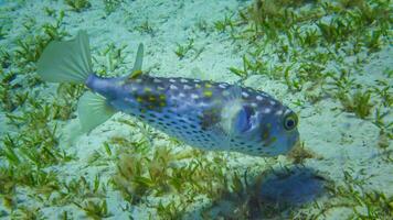 Yellowspotted burrfish Cyclichthys spilostylus swims in the afternoon over a sandy bottom near a coral reef photo