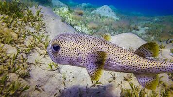 Porcupinefish, Diodon hystrix - swims in the afternoon over a sandy bottom near a coral reef photo