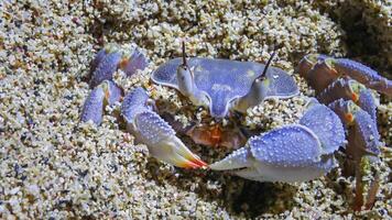 Red Sea ghost crab Ocypode saratan, crab runs along the sand, burrows in the sand photo