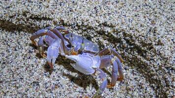 Red Sea ghost crab Ocypode saratan, crab runs along the sand, burrows in the sand photo