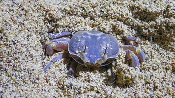 Red Sea ghost crab Ocypode saratan, crab runs along the sand, burrows in the sand photo