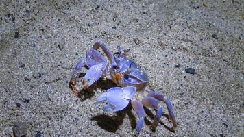 Red Sea ghost crab Ocypode saratan, crab runs along the sand, burrows in the sand photo