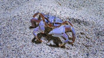 Red Sea ghost crab Ocypode saratan, crab runs along the sand, burrows in the sand photo