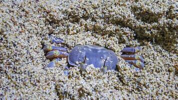 Red Sea ghost crab Ocypode saratan, crab runs along the sand, burrows in the sand photo