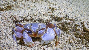 Red Sea ghost crab Ocypode saratan, crab runs along the sand, burrows in the sand photo