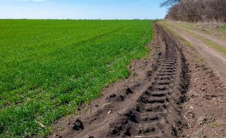 Tractor tracks on the ground near a field with young green winter wheat, Ukraine photo